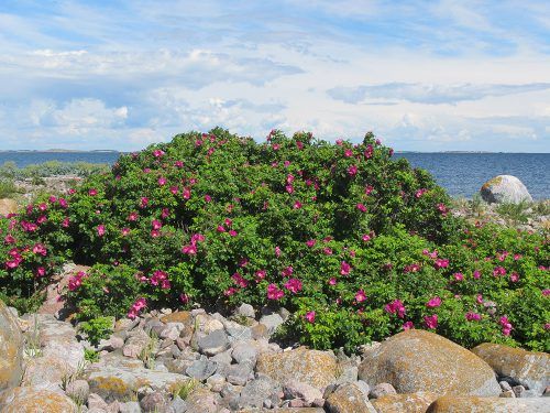 kuvassa kurtturuusu pensaikkoa