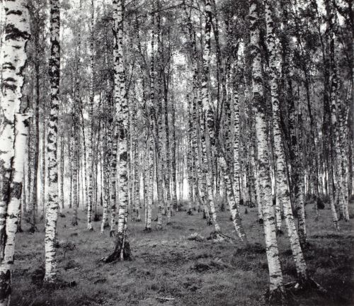 Landskapet i Saaris (Tammela).
Vivica Bandlers arkiv, Svenska litteratursällskapet i Finland.